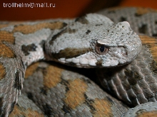 V.r.raddei fem